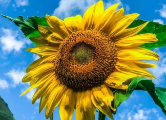 As sunflower captures the radiance of the sun itself near Shinnston, West Virginia.