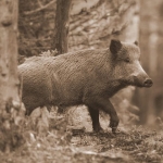 Wild Boar in West Virginia