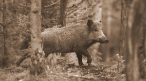 Wild hogs once roamed West Virginia in great numbers.