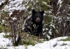 A young black bear peers out from a thicket.