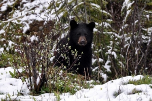 A young black bear peers out from a thicket.