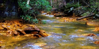 An acidic stream in West Virginia is revealed by yellow-tinged rocks.