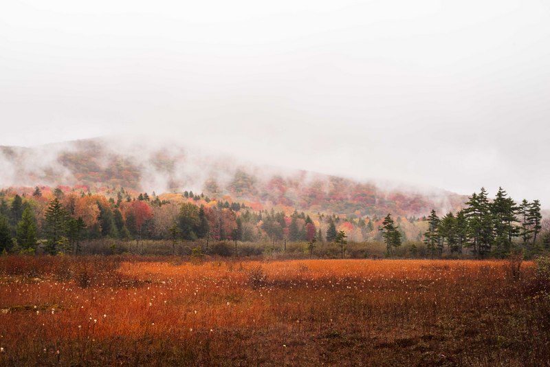 Fog shrouds Black Mountain at Cranberry Glades in Pocahontas County