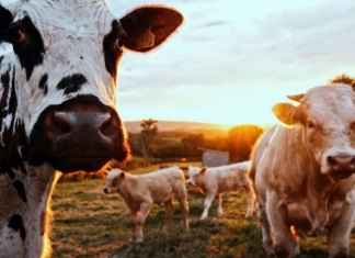 Dairy cattle graze in a meadow.