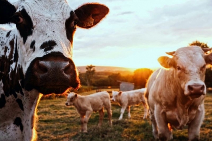 Dairy cattle in West Virginia Dairy cattle graze in a meadow.