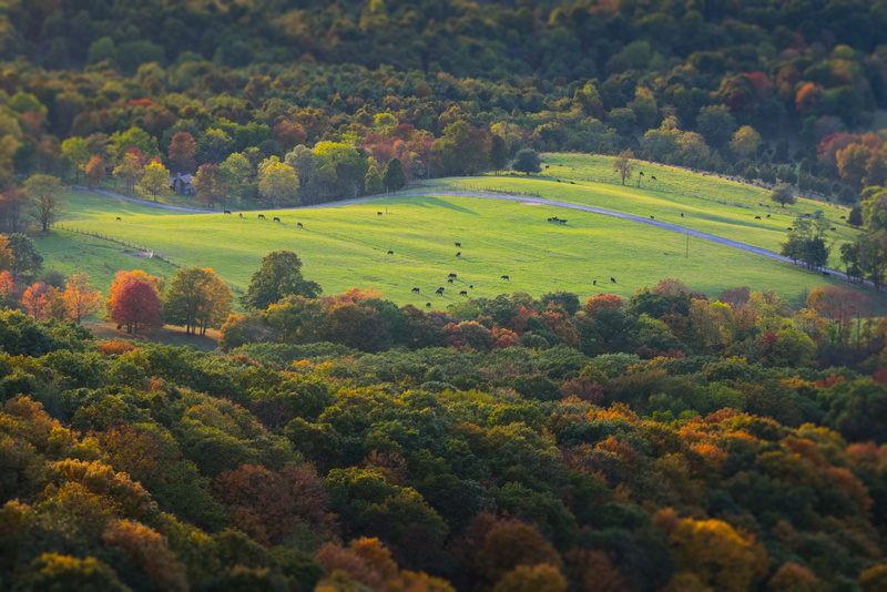A pasture opens in the Germany Valley woodland in Pendleton County.