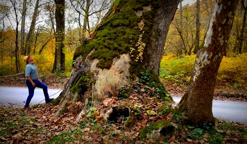 David Sibray considers the mossy trunk of the largest tree in West Virginia. (Photo: Alfred Clark)