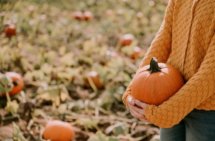 Pick-your-own pumpkin farms are growing increasingly popular across West Virginia.