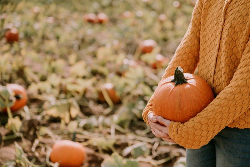 Pick-your-own pumpkin farms are growing increasingly popular across West Virginia.