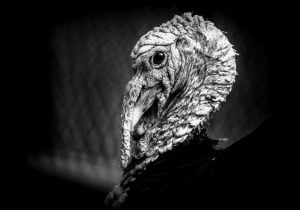 A witch or a turkey? Some old-timers in West Virginia believed it could be either.