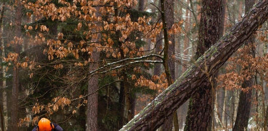 A forester manages growth in a West Virginia woodland.