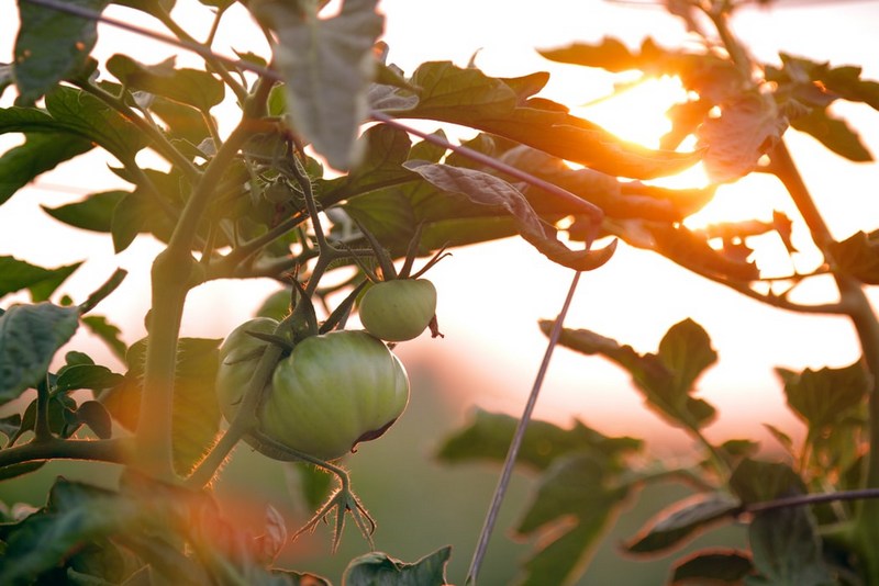 Tomatoes ripen in a West Virginia Garden.