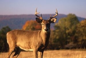 White-tailed deer in West Virginia.