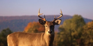 White-tailed deer in West Virginia.