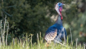 A wary wild turkey peers across a field in West Virginia.