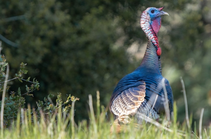 A wary wild turkey peers across a field in West Virginia.