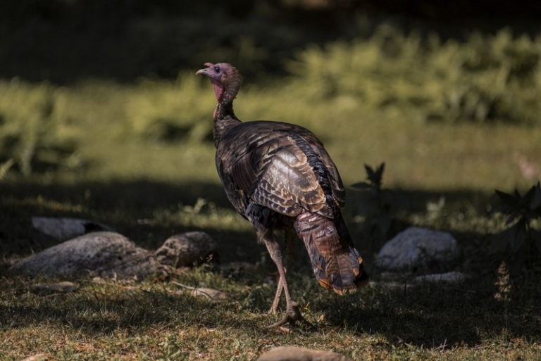 2019 fall turkey season in West Virginia opens Oct. 12