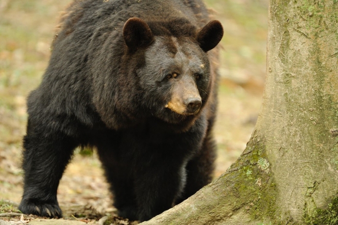 Black bear in beech forest A black bear inspects a beech forest in West Virginia.