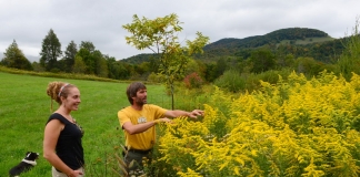Goldenrod at Healthberry Farm helps produce excellent honey.