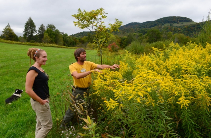 Goldenrod at Healthberry Farm helps produce excellent honey.