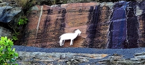 A monument to a goat that once roamed the peak of Powell Mountain has been anonymously installed.