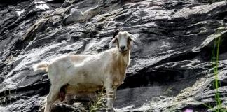 The Powell Mountain goat once grazed the cliffs along US-19.