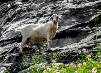 The Powell Mountain goat once grazed the cliffs along US-19.