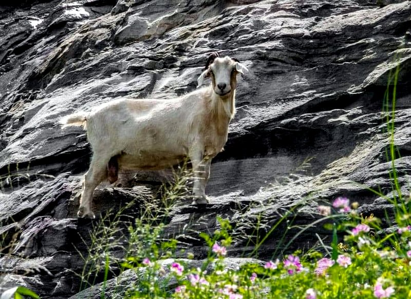 A memorial to a legendary goat that lived along U.S. 19 appears on a cliff.