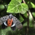 A spotted lanternfly (Lycorma delicatula) adult winged.