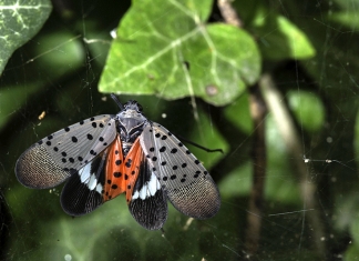 A spotted lanternfly (Lycorma delicatula) adult winged.