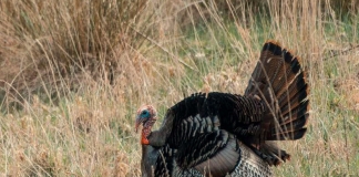 A wild tom turkey puffs up in a West Virginia glade.