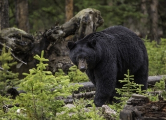 a black bear wanders a spruce forest in West Virginia.