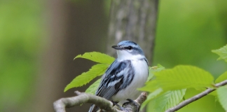 Resident of old forests, a cerulean warbler perches on a beech.