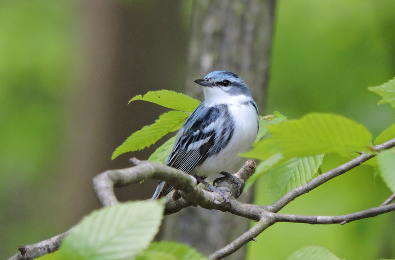 Resident of old forests, a cerulean warbler perches on a beech.