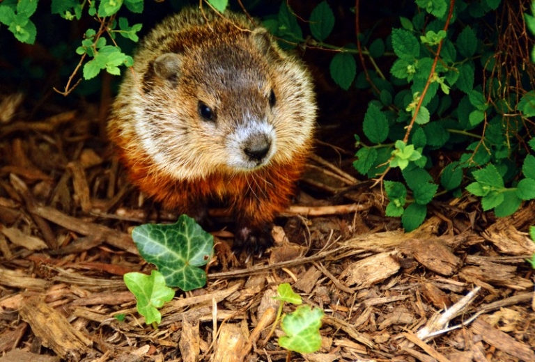 Walker named Grand Groundhog Watcher at Concord University