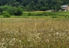 A field in Monroe County near Raines Corner, West Virginia, is ideal for attracting pollinators.