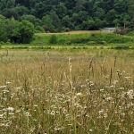 Field in Monroe County, West Virginia
