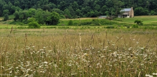 A field in Monroe County near Raines Corner, West Virginia, is ideal for attracting pollinators.