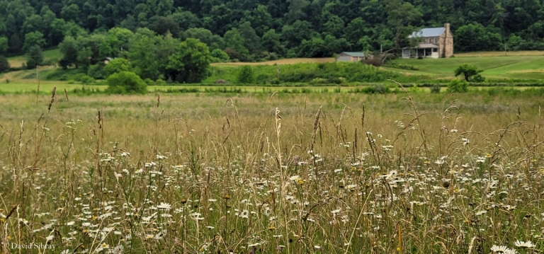 Biologist: W.Va. gardeners can do much to support butterflies