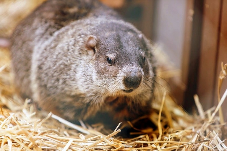 46th Groundhog Day being celebrated at W.Va. Wildlife Center