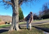 David Sibray inspects a thorny locust tree at Spring Hill Cemetery.