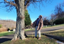 David Sibray inspects a thorny locust tree at Spring Hill Cemetery.