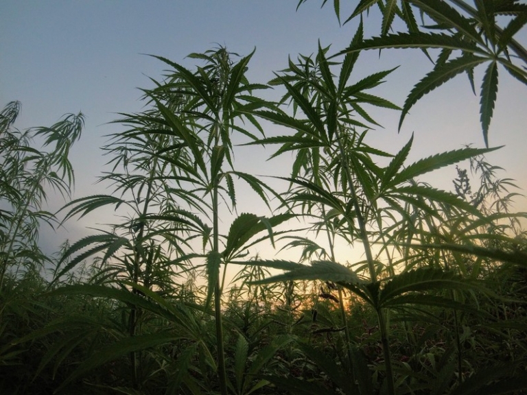 West Virginia submits hemp plan to U.S. Dept. of Agriculture