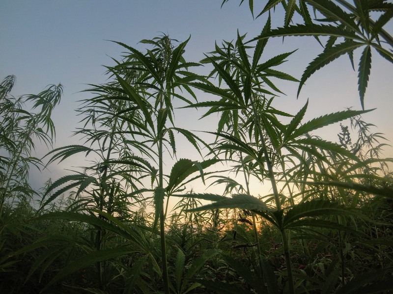 A field of hemp in West Virginia greets the dawn.
