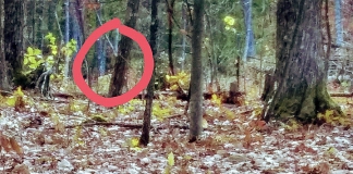 Does this cell-phone photo show a bigfoot in the woods near Danese, West Virginia, east of the New River Gorge?