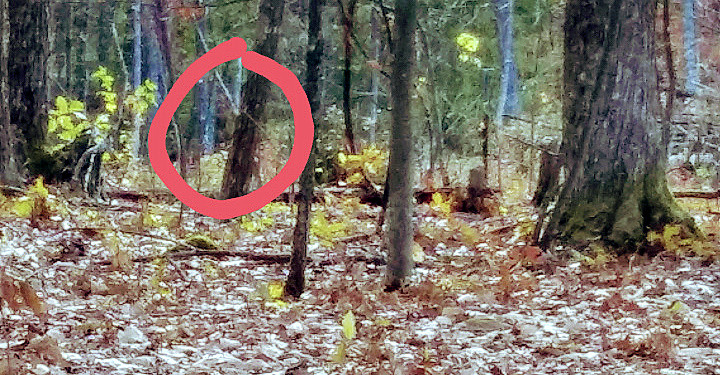 Couple Claim To Photograph Bigfoot Near New River Gorge West Virginia Explorer