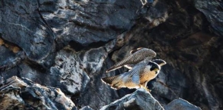 A peregrine falcon surveys Harpers Ferry from a cliff on Maryland Heights.