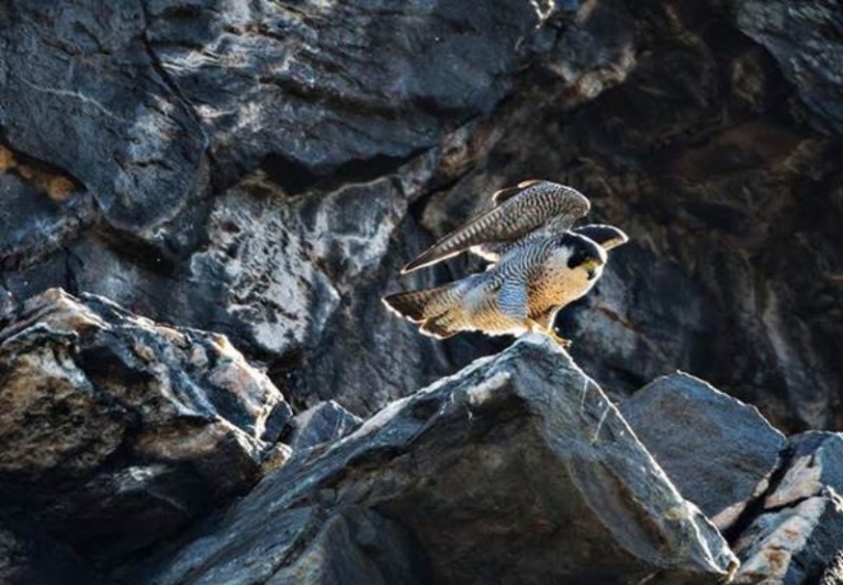 Harpers Ferry closes some climbing areas to protect falcons