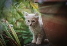 A kitten peers out from behind a flowerpot in West Virginia. (Photo courtesy Sindy Strife)