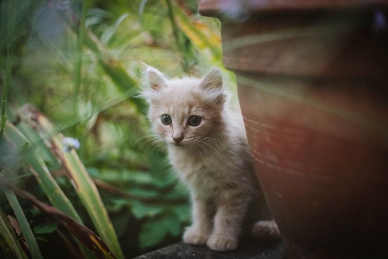A kitten peers out from behind a flowerpot in West Virginia. (Photo courtesy Sindy Strife)